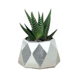 Evene Mini Çiçek Saksı Küçük Sukulent Gümüş Kaktüs Saksısı Mini Poly 1 Model, eminipol1saksiby