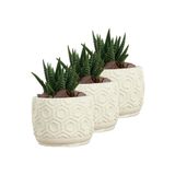 Evene Mini Çiçek Saksı Küçük Sukulent Kaktüs Saksısı 3'lü Set Altıgen Model - Beyaz
