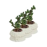 Evene Mini Çiçek Saksı Küçük Sukulent Kaktüs Saksısı 3'lü Set Çiçekli Fiyonklu Model - Beyaz