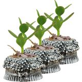 Evene Mini Çiçek Saksı Küçük Sukulent Kaktüs Saksısı 3'lü Set Çiçekli Fiyonklu Model - Gri