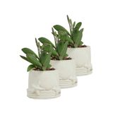 Evene Mini Çiçek Saksı Küçük Sukulent Kaktüs Saksısı 3'lü Set Deniz Yıldızlı Kabuklu Model - Beyaz