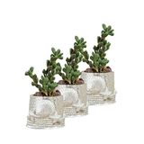 Evene Mini Çiçek Saksı Küçük Sukulent Kaktüs Saksısı 3'lü Set Deniz Yıldızlı Kabuklu Model - Gümüş