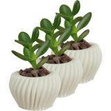 Evene Mini Çiçek Saksı Küçük Sukulent Kaktüs Saksısı 3'lü Set Derin Çizgili Spiral Model - Beyaz