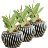 Evene Mini Çiçek Saksı Küçük Sukulent Kaktüs Saksısı 3'lü Set Derin Çizgili Spiral Model - Gri