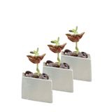Evene Mini Çiçek Saksı Küçük Sukulent Kaktüs Saksısı 3'lü Set Dörtgen Yatay Model - Gümüş