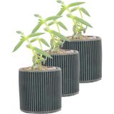 Evene Mini Çiçek Saksı Küçük Sukulent Kaktüs Saksısı 3'lü Set Düz Ince Çizgili Model - Siyah