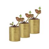 Evene Mini Çiçek Saksı Küçük Sukulent Kaktüs Saksısı 3'lü Set Düz Yuvarlak Model - Altın