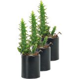 Evene Mini Çiçek Saksı Küçük Sukulent Kaktüs Saksısı 3'lü Set Düz Yuvarlak - Siyah