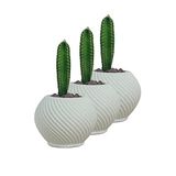 Evene Mini Çiçek Saksı Küçük Sukulent Kaktüs Saksısı 3'lü Set Ince Çizgili Spiral Model - Beyaz