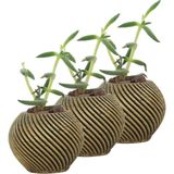 Evene Mini Çiçek Saksı Küçük Sukulent Kaktüs Saksısı 3'lü Set Ince Çizgili Spiral Model - Gold