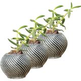 Evene Mini Çiçek Saksı Küçük Sukulent Kaktüs Saksısı 3'lü Set Ince Çizgili Spiral Model - Gri