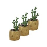 Evene Mini Çiçek Saksı Küçük Sukulent Kaktüs Saksısı 3'lü Set Kaktüs Desenli Model - Altın