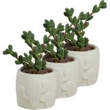 Evene Mini Çiçek Saksı Küçük Sukulent Kaktüs Saksısı 3'lü Set Kaktüs Desenli Model - Beyaz