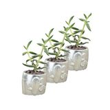 Evene Mini Çiçek Saksı Küçük Sukulent Kaktüs Saksısı 3'lü Set Kaktüs Desenli Model - Gümüş
