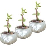 Evene Mini Çiçek Saksı Küçük Sukulent Kaktüs Saksısı 3'lü Set Mini Deniz Salyangozu - Gümüş