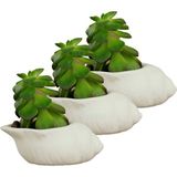 Evene Mini Çiçek Saksı Küçük Sukulent Kaktüs Saksısı 3'lü Set Mini Deniz Salyangozu Model - Beyaz