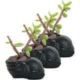 Evene Mini Çiçek Saksı Küçük Sukulent Kaktüs Saksısı 3'lü Set Mini Deniz Salyangozu - Siyah