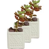 Evene Mini Çiçek Saksı Küçük Sukulent Kaktüs Saksısı 3'lü Set Mini Kare Model - Beyaz