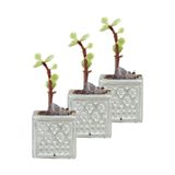 Evene Mini Çiçek Saksı Küçük Sukulent Kaktüs Saksısı 3'lü Set Mini Kare Model - Gümüş