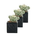Evene Mini Çiçek Saksı Küçük Sukulent Kaktüs Saksısı 3'lü Set Mini Kare Model - Siyah
