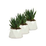 Evene Mini Çiçek Saksı Küçük Sukulent Kaktüs Saksısı 3'lü Set Mini Poly 1 Model - Beyaz