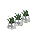 Evene Mini Çiçek Saksı Küçük Sukulent Kaktüs Saksısı 3'lü Set Mini Poly 1 Model - Gümüş