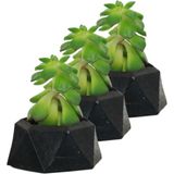Evene Mini Çiçek Saksı Küçük Sukulent Kaktüs Saksısı 3'lü Set Mini Poly 2 - Siyah