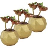 Evene Mini Çiçek Saksı Küçük Sukulent Kaktüs Saksısı 3'lü Set Mini Poly Silindir Model - Altın