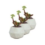 Evene Mini Çiçek Saksı Küçük Sukulent Kaktüs Saksısı 3'lü Set Mini Poly Silindir Model - Beyaz