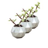 Evene Mini Çiçek Saksı Küçük Sukulent Kaktüs Saksısı 3'lü Set Mini Poly Silindir Model - Gümüş