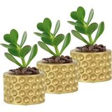 Evene Mini Çiçek Saksı Küçük Sukulent Kaktüs Saksısı 3'lü Set Puantiyeli Model - Altın