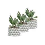 Evene Mini Çiçek Saksı Küçük Sukulent Kaktüs Saksısı 3'lü Set Puantiyeli Model - Gümüş