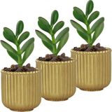 Evene Mini Çiçek Saksı Küçük Sukulent Kaktüs Saksısı 3'lü Set Vintage Düz Çizgili Model - Altın