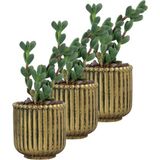Evene Mini Çiçek Saksı Küçük Sukulent Kaktüs Saksısı 3'lü Set Vintage Düz Çizgili Model - Gold