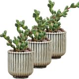 Evene Mini Çiçek Saksı Küçük Sukulent Kaktüs Saksısı 3'lü Set Vintage Düz Çizgili Model - Gri