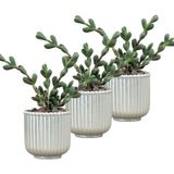 Evene Mini Çiçek Saksı Küçük Sukulent Kaktüs Saksısı 3'lü Set Vintage Düz Çizgili Model - Gümüş