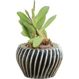 Evene Mini Çiçek Saksı Küçük Sukulent Kaktüs Saksısı Derin Çizgili Spiral Model - Gri