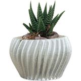 Evene Mini Çiçek Saksı Küçük Sukulent Kaktüs Saksısı Derin Çizgili Spiral Model - Gümüş