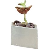 Evene Mini Çiçek Saksı Küçük Sukulent Kaktüs Saksısı Dörtgen Yatay Model - Gümüş
