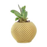 Evene Mini Çiçek Saksı Küçük Sukulent Kaktüs Saksısı Ince Çizgili Spiral Model - Altın