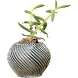 Evene Mini Çiçek Saksı Küçük Sukulent Kaktüs Saksısı Ince Çizgili Spiral Model - Gri