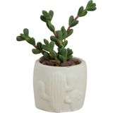 Evene Mini Çiçek Saksı Küçük Sukulent Kaktüs Saksısı Kaktüs Desenli Saksı Model - Beyaz