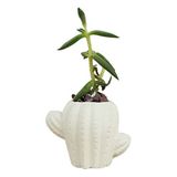Evene Mini Çiçek Saksı Küçük Sukulent Kaktüs Saksısı Kaktüs Figür Model - Beyaz
