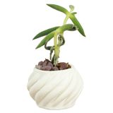 Evene Mini Çiçek Saksı Küçük Sukulent Kaktüs Saksısı Kalın Çizgili Spiral Model - Beyaz