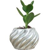 Evene Mini Çiçek Saksı Küçük Sukulent Kaktüs Saksısı Kalın Çizgili Spiral Model - Gümüş