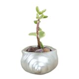 Evene Mini Çiçek Saksı Küçük Sukulent Kaktüs Saksısı Mini Deniz Salyangozu Model - Gümüş