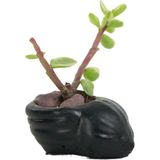 Evene Mini Çiçek Saksı Küçük Sukulent Kaktüs Saksısı Mini Deniz Salyangozu Model - Siyah