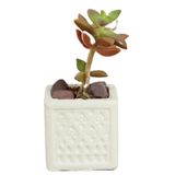 Evene Mini Çiçek Saksı Küçük Sukulent Kaktüs Saksısı Mini Kare Desenli Model - Beyaz
