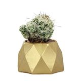 Evene Mini Çiçek Saksı Küçük Sukulent Kaktüs Saksısı Mini Poly 1 Model - Altın