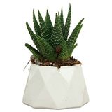Evene Mini Çiçek Saksı Küçük Sukulent Kaktüs Saksısı Mini Poly 1 Model - Beyaz